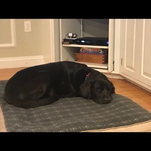 Meet your Posher, Abby